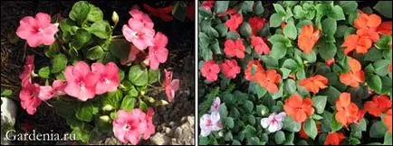 Impatiens Waller vetését és művelését