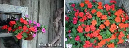 Impatiens Waller vetését és művelését