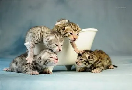 Usher - a legdrágább és legnagyobb házimacska (cat) Usher - a legdrágább és legnagyobb házimacska