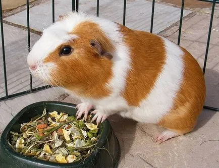 Alapjai gondozó tengerimalac