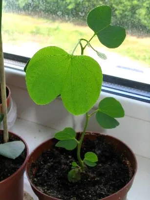 Bauhinia (Orchid fa) ápolási otthon fotó, termesztés vetőmag fajok és