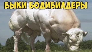 Kék belga tehén fotó, leírás (kék) Kék belga tehén fotó, leírás