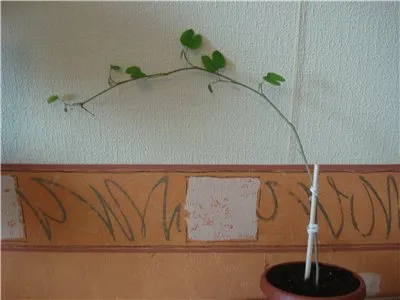 Bauhinia (Orchid fa) ápolási otthon fotó, termesztés vetőmag fajok és 1 (fa) Bauhinia (Orchid fa) ápolási otthon fotó, termesztés vetőmag fajok és 1