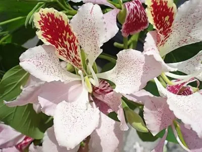 Bauhinia (Orchid fa) ápolási otthon fotó, termesztés vetőmag fajok és