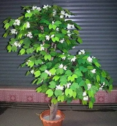 Bauhinia (Orchid fa) ápolási otthon fotó, termesztés vetőmag fajok és