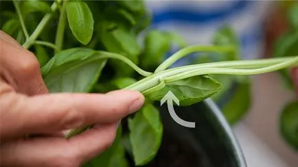 Basil az ablakpárkányon 5 lépés növekvő fotó és videó (ablakpárkányon bazsalikom növekvő ház ültető edény mag) Basil az ablakpárkányon növekvő 5 lépésben fotókkal és videó