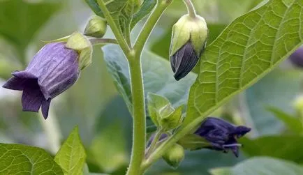 Belladonna vulgaris jellemvonások és alkalmazása a gyógyászatban