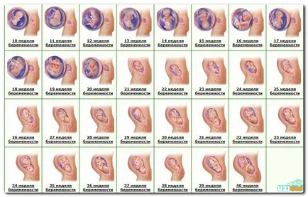 Terhesség hétről hétre ultrahang; a méret a magzat, az asztal (az ultrahang) Terhesség hétről hétre ultrahang; a méret a magzat, a táblázat