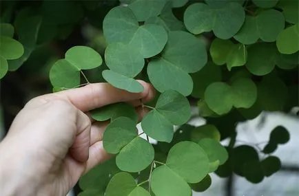 Bauhinia (Orchid fa) ápolási otthon fotó, termesztés vetőmag fajok és 1 (Bauhinia) Bauhinia (Orchid fa) ápolási otthon fotó, termesztés vetőmag fajok és 1