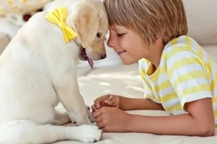 Berni Dog Breed Leírás, fényképek, videók (leírás) Berni pásztor fajta leírás, fotó, videó