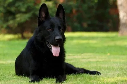 Berni Dog Breed leírás, fotó, videó (Mountain Dog) Berni pásztor fajta leírás, fotó, videó