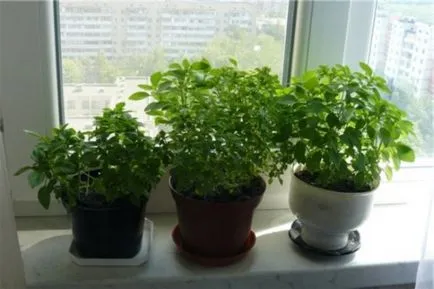 Basil az ablakpárkányon a titkait növekvő haszonnövények (növekvő) Basil az ablakpárkányon a titkait növekvő hasznos növény