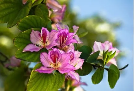 Bauhinia (Orchid fa) ápolási otthon fotó, termesztés vetőmag fajok és 1 (Care) Bauhinia (Orchid fa) ápolási otthon fotó, termesztés vetőmag fajok és 1