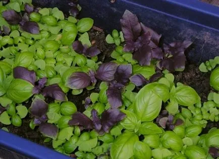 Basil az ablakpárkányon a titkait növekvő hasznos növény (bazsalikom) Basil az ablakpárkányon a titkait növekvő hasznos növény