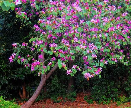 Bauhinia (Orchid fa) ápolási otthon fotó, termesztés vetőmag fajok és 1 (fa) Bauhinia (Orchid fa) ápolási otthon fotó, termesztés vetőmag fajok és 1