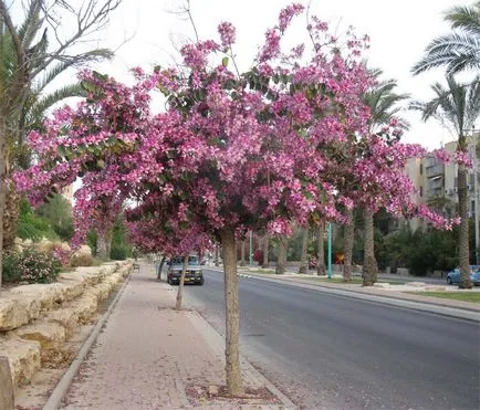 Bauhinia (Orchid fa) ápolási otthon fotó, termesztés vetőmag fajok és 1 (Bauhinia) Bauhinia (Orchid fa) ápolási otthon fotó, termesztés vetőmag fajok és 1