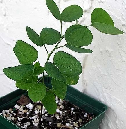 Bauhinia (Orchid fa) ápolási otthon fotó, termesztés vetőmag fajok és 1 (Care) Bauhinia (Orchid fa) ápolási otthon fotó, termesztés vetőmag fajok és 1