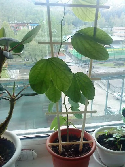 Bauhinia (Orchid fa) ápolási otthon fotó, termesztés vetőmag fajok és 1 (Care) Bauhinia (Orchid fa) ápolási otthon fotó, termesztés vetőmag fajok és 1