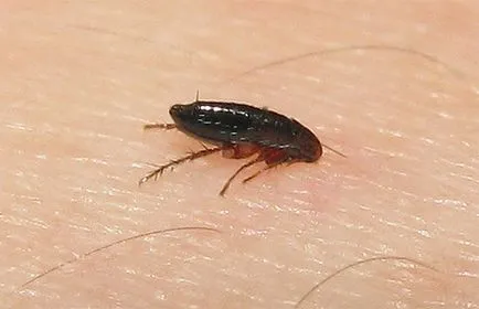 A bolhák macskák és kutyák az emberre, ha ez igaz (macska) A bolhák macskák és kutyák az emberre, ha ez igaz