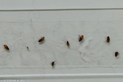 Flea dermatitis macskáknál kezelni otthon fotó