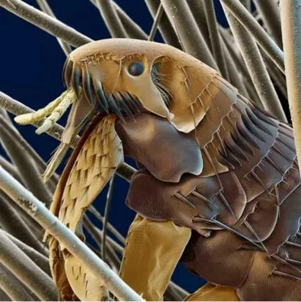 A bolhák a kutyák veszélyesek máció a tenyésztők (veszélyes) A bolhák a kutyák veszélyesek máció kutya tenyésztők