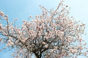 Cakura ültetés és gondozás nyílt terepen az országban, hogyan növekszik a japán cseresznye virágok a külvárosban, a (ellátás) Cakura ültetés és gondozás nyílt terepen az országban, hogyan növekszik a japán cseresznye virágok a külvárosban, a