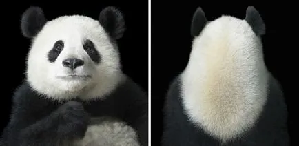 Több, mint az emberi „- feltűnő portréi állatok Tim Flach (tim flach) (portrék) Több, mint az emberi „- feltűnő portréi állatok Tim Flach (Tim Flach)