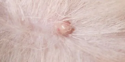 Szemölcsök (papillomatosis) macskáknál - tünetek, kezelés, gyógyszerek, okai a legjobb (ok) Szemölcsök (papillomatosis) macskáknál - tünetek, kezelés, gyógyszerek, okai a legjobb