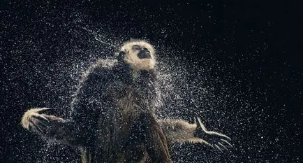 Több, mint az emberi „- feltűnő portréi állatok Tim Flach (tim flach) (portrék) Több, mint az emberi „- feltűnő portréi állatok Tim Flach (Tim Flach)