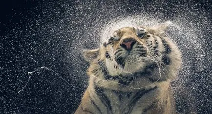 Több, mint az emberi „- feltűnő portréi állatok Tim Flach (tim flach) (állat) Több, mint az emberi „- feltűnő portréi állatok Tim Flach (Tim Flach)