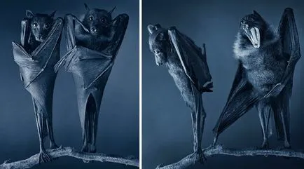 Több, mint az emberi „- feltűnő portréi állatok Tim Flach (tim flach) (állat) Több, mint az emberi „- feltűnő portréi állatok Tim Flach (Tim Flach)
