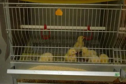 Brojler pulykatenyésztés otthon