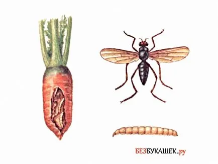 Pest sárgarépa sárgarépa, hogy megvédje a kártevők elleni