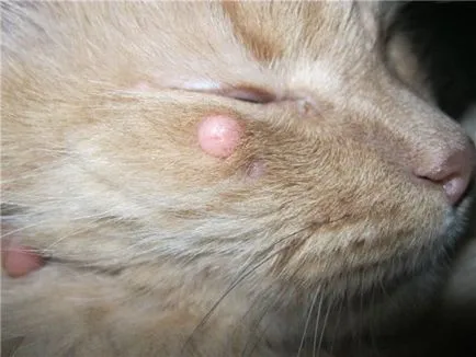 Szemölcsök (papillomatosis) macskáknál - tünetek, kezelés, gyógyszerek, okai a legjobb (kezelés) Szemölcsök (papillomatosis) macskáknál - tünetek, kezelés, gyógyszerek, okai a legjobb