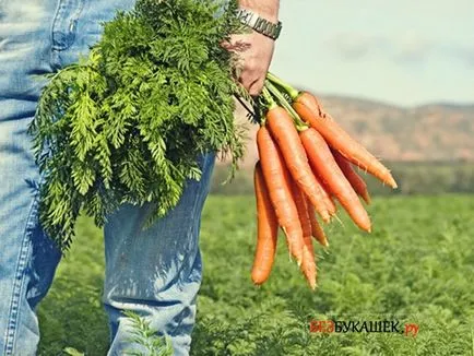 Pest sárgarépa sárgarépa, hogy megvédje a kártevők elleni