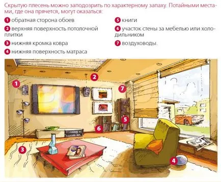 Küzdelem gomba a falakon az épület, építés és az emberek pénzét (a falak) Küzdelem gomba a falakon az épület, építési és népi jogorvoslati