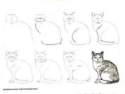 Hogyan lehet megtanulni kell felhívni a cica