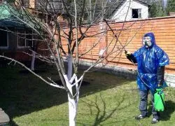 A folyamat alma kora tavasszal (a leggyakoribb) A folyamat alma kora tavasszal
