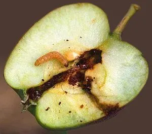 A folyamat a Apple tavaszi kártevők és betegségek ellen
