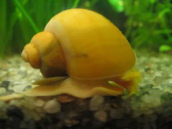 Mi a takarmány csigák tippeket és tanácsokat, (hogyan kell etetni az akvárium csiga Achatina föld szőlő zöld ház állapota étel) A csigák takarmány hasznos ötleteket és ajánlásokat