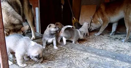 A takarmány-kölyök husky 1, 1