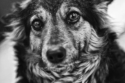 Ember és kutya - barátok karlita tartózkodó blog naplók - Női Social Network