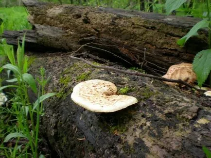 A gombák eltérő növények és más szervezetek