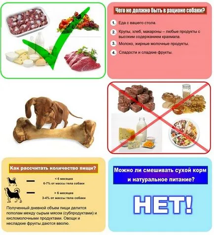 Mi a takarmány egy kutya otthon korcs feltételek listáját, kicsi, hő (feed) Mi a takarmány egy kutya otthon korcs feltételek listáját, kicsi, hő