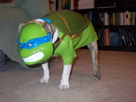 Teenage Mutant Ninja Turtles, Netlore Ninja Turtles, vallási karakter, karikatúrák