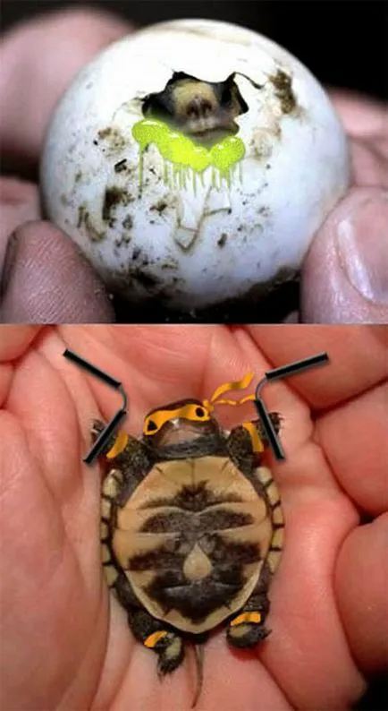 Teenage Mutant Ninja Turtles, Netlore Ninja Turtles, vallási karakter, karikatúrák