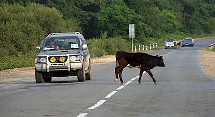 Mi van, ha ..., hogy le a kutya lenne, ha