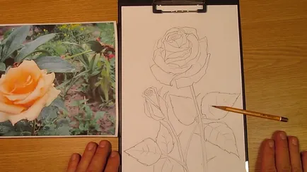Lencséjén keresztül, hogyan kell felhívni a rózsa ceruza (ceruza) A lencsén keresztül, mint egy ceruza felhívni a rózsa