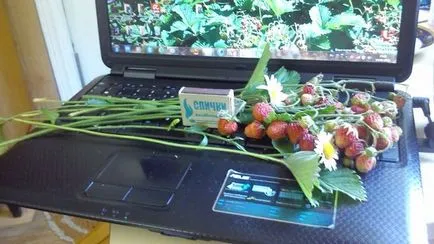 Mit tudunk mellett egy fekete ribizli (növény) Mit tudunk mellett egy fekete ribizli