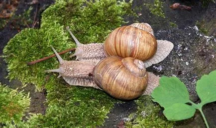 Ez enni csigák Achatina otthon, hogyan kell etetni (a feltételek) Ez enni csigák Achatina otthon, hogyan kell etetni